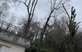 Abattage d'arbre