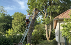 Abattage de sol pleureur, l’arbre a été touché par la foudre